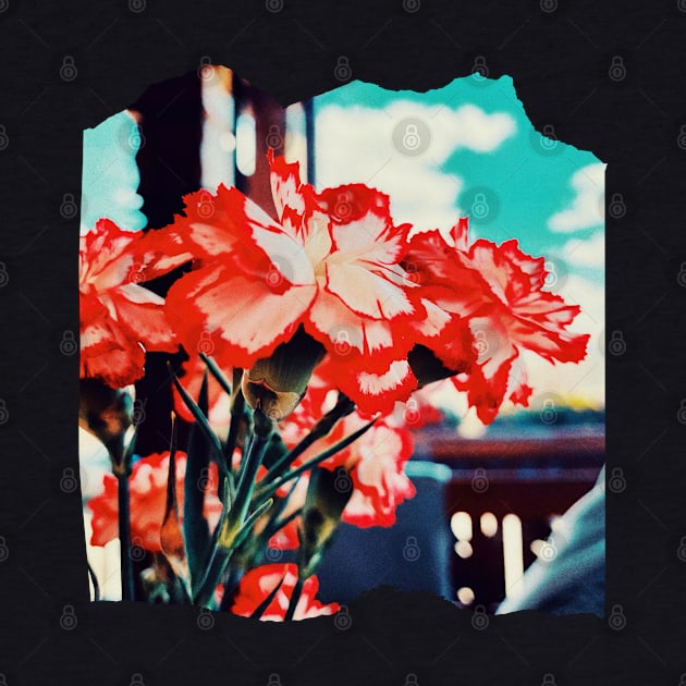 Red flowers - Photography collection by Boopyra